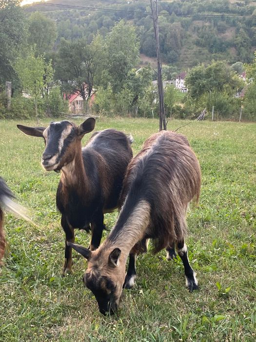 3 capre de vânzare. 2 sunt gestante, fată in septembrie