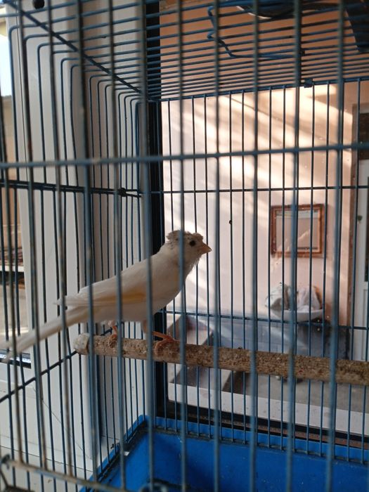 канарейка поющий