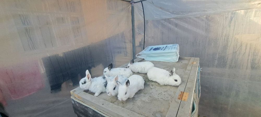 Куен болалари сотилади 30кун 35кун 42кун