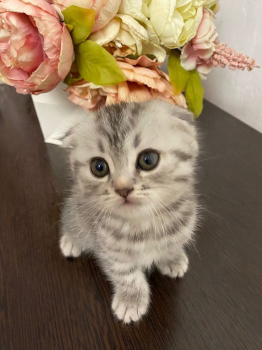 Котята скоттиш фолд