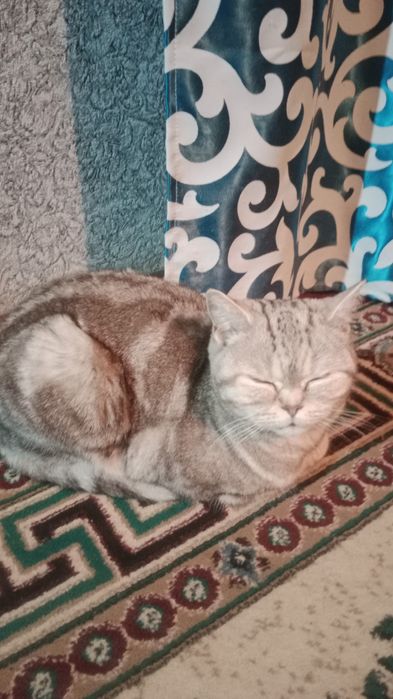 Шотландский кошка возраст 1 год