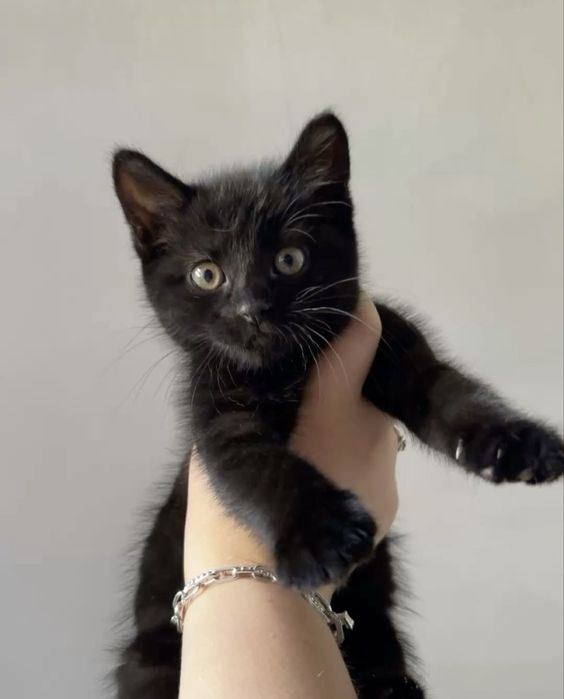 Отдадим  котят в добрые руки