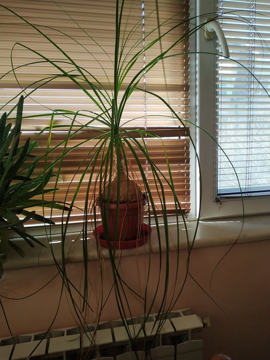 Продавам Нолина (слонски крак)