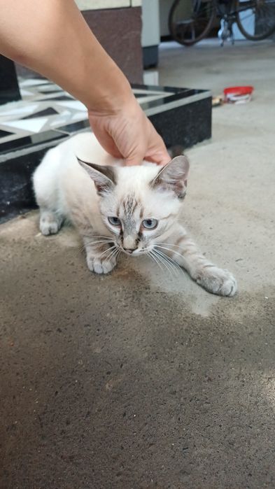 метис тайской/сиамской породы.смешный