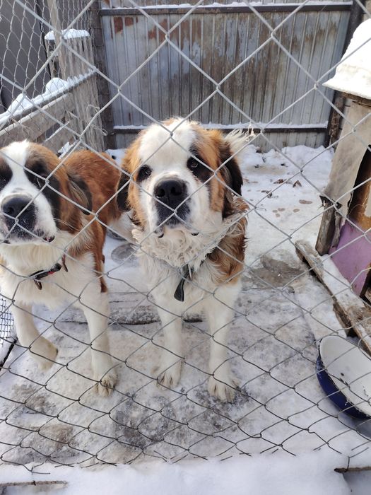 Продам щенка породы сенбернар