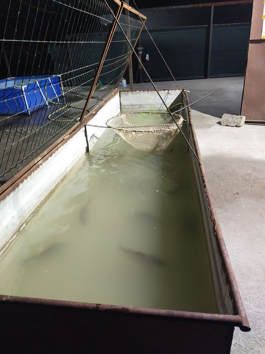 Балик учун бассейн сотилади