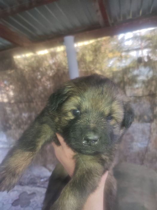 Отдадим щенят