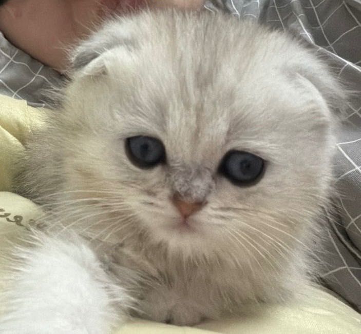 шотландский вислоухий котенок