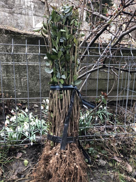 Gard Viu / lemn Cainesc