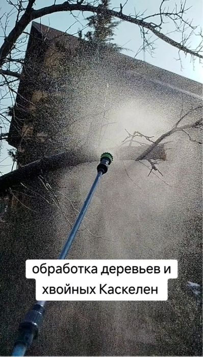 Обработка деревьев и хвойных