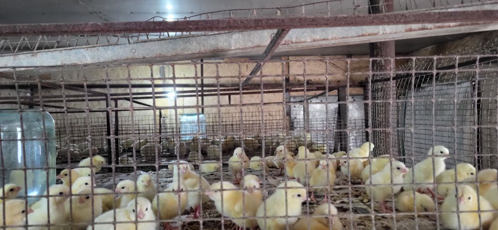 Бройлеры цыплята на Апрель