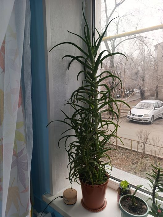 Цветок, алое 4 года растению