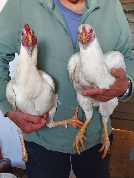 Gaini combatant malaezian