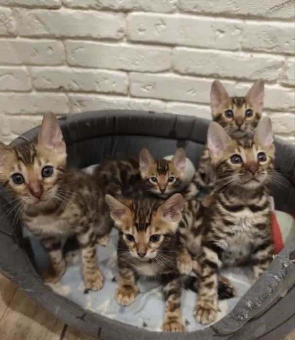 Бенгальские котята