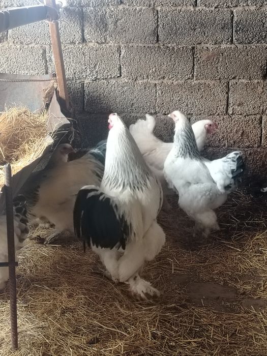 Брама қораз сатылады!