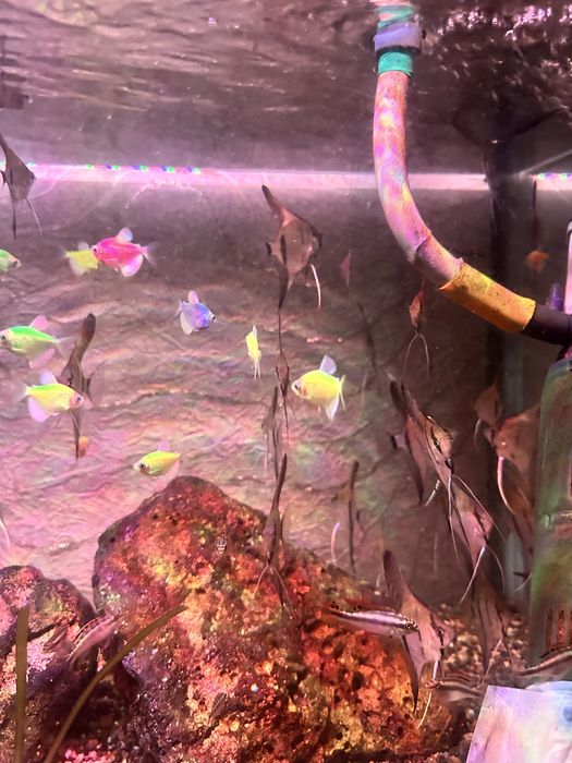 Продам красивых рыбок