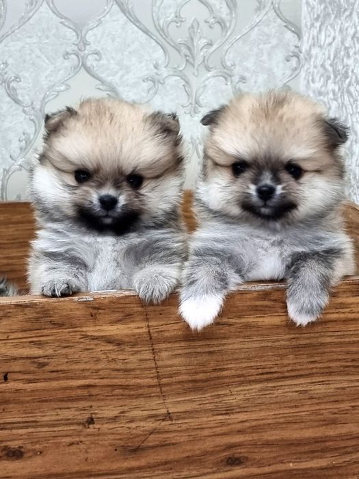 Щенки померанского шпица
