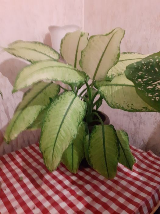 Комнатные  цветы