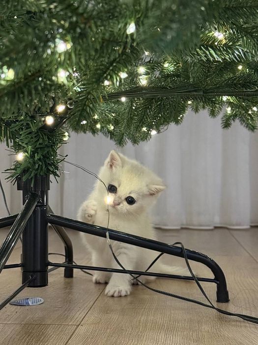 Чистокровная шиншилла котик и кошка