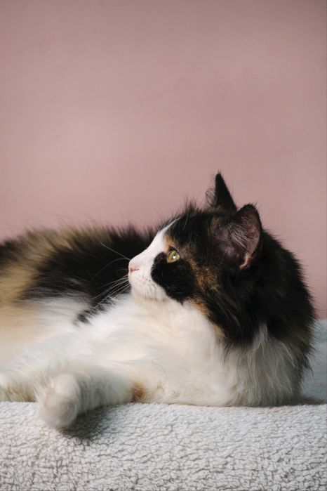 Кошка в добрые руки