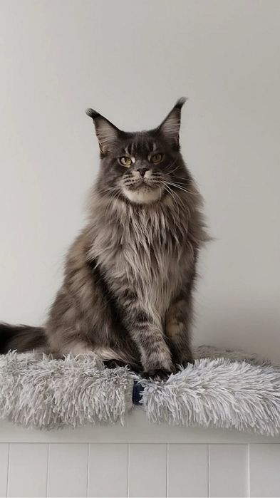 Melody – femelă Maine Coon sterilizata, blue tabby, 2 ani, pedigree