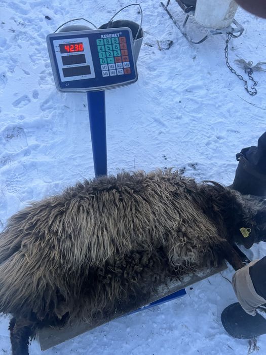 Продается бараны