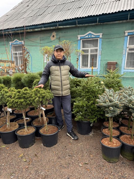 Саженцы, садовый центр, питомник