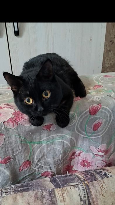 Милый добрый котик Басик в добрые руки!