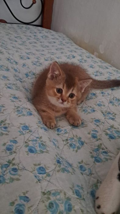 Продам чистокровных котят
