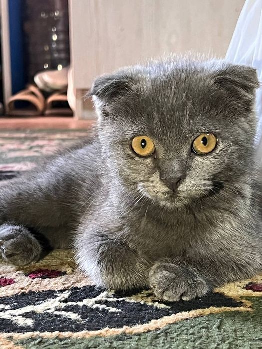 Mushuk scottish fold