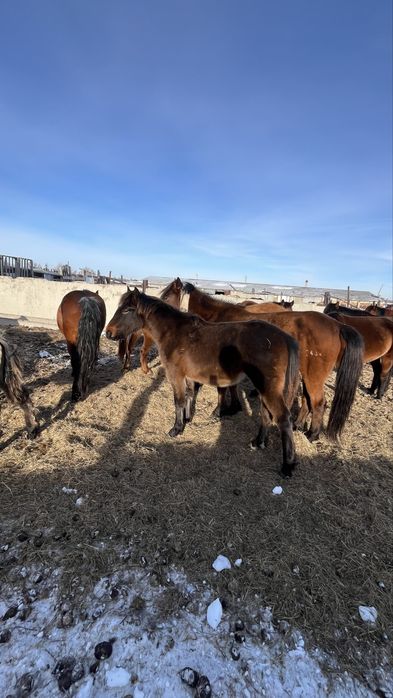 Еркек жабағы 2025