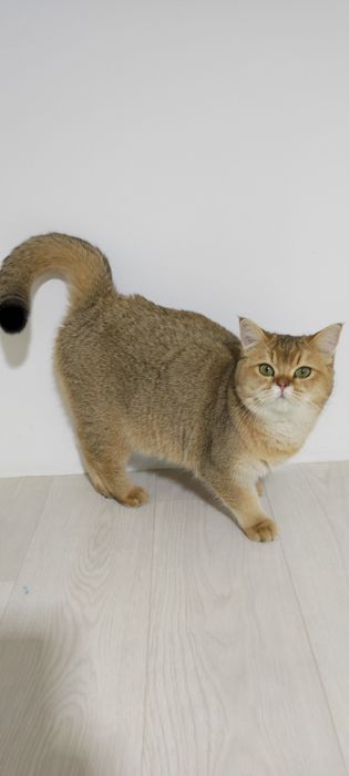 кошечки  британские 9 мес