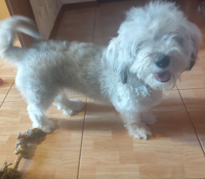 Donez metis de bichon