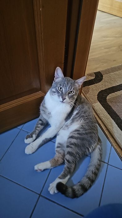 Pisoi jucăuș si iubitor