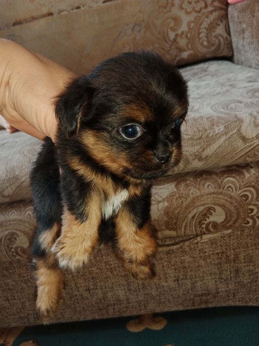 Срочно продам щенков!