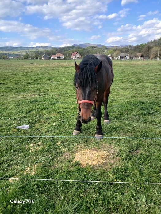 Vind miz de 3 ani castrat garantat d ham cu acte