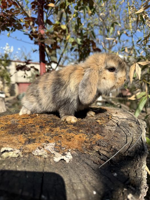 Berbec pitic (holland loop)