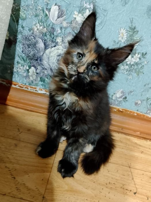 Продам котят породы Мейн кун