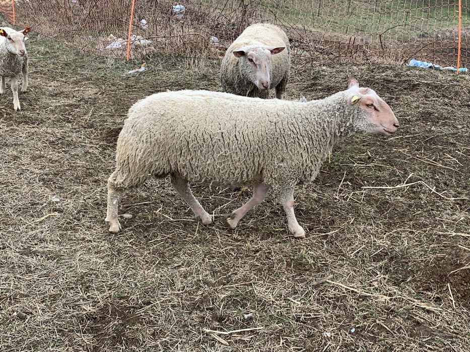 Мутон Шароле - кочове