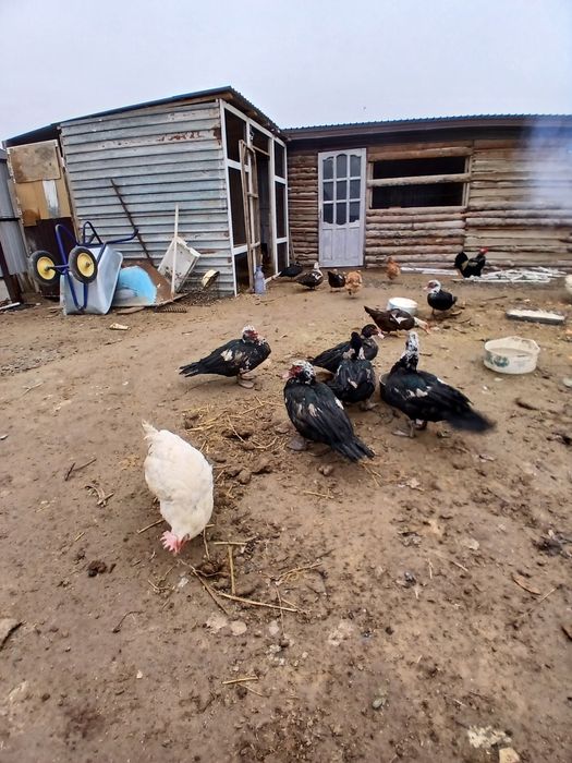 Индоутка сатамын.