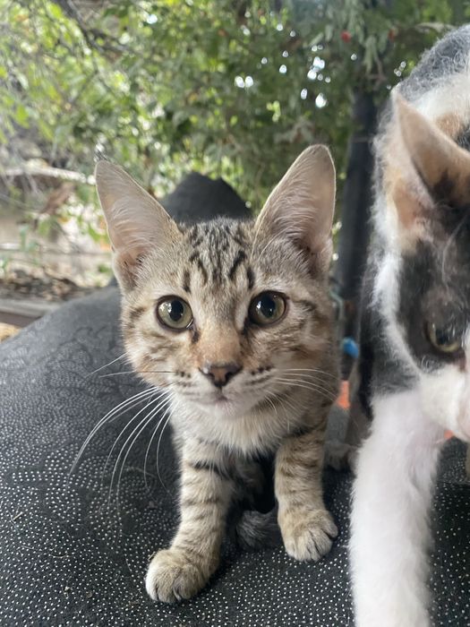 Отдам котят в добрые руки девочки