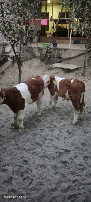 Toza smental buzoqlar  sotiladi