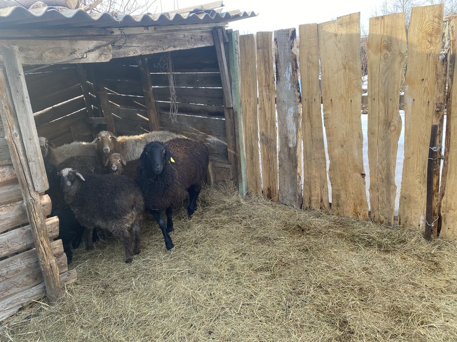 Продам овец 7 голов