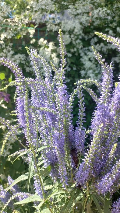 Продам  веронику