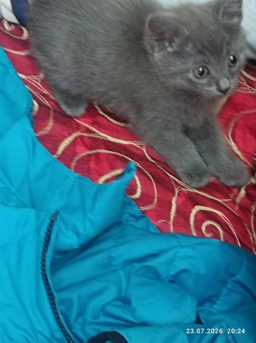 Отдам котят даром