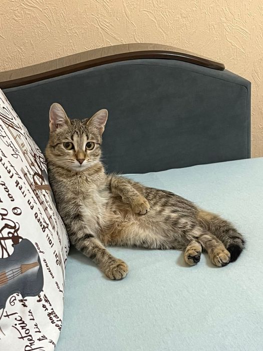 Отдам кошку бесплатно