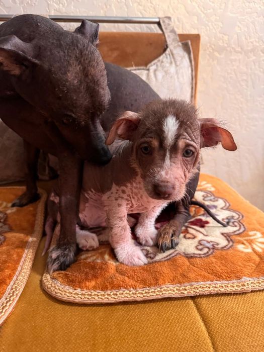 Продаются щенки ксоло