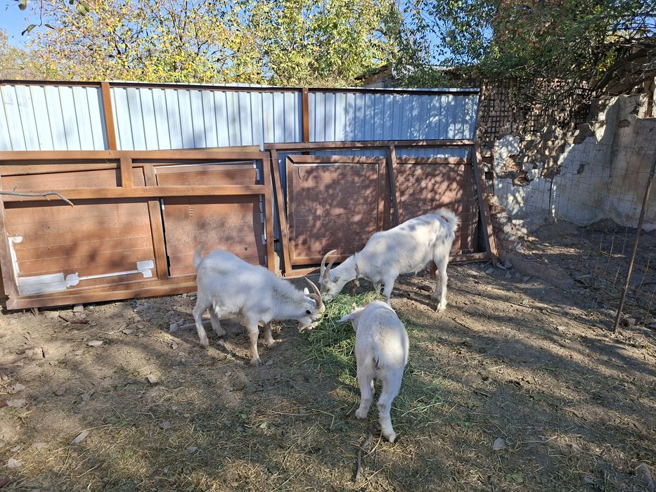 Козел Орыс Ешкі бар