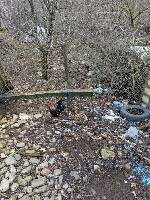 Подарявам три декоративни петлета.