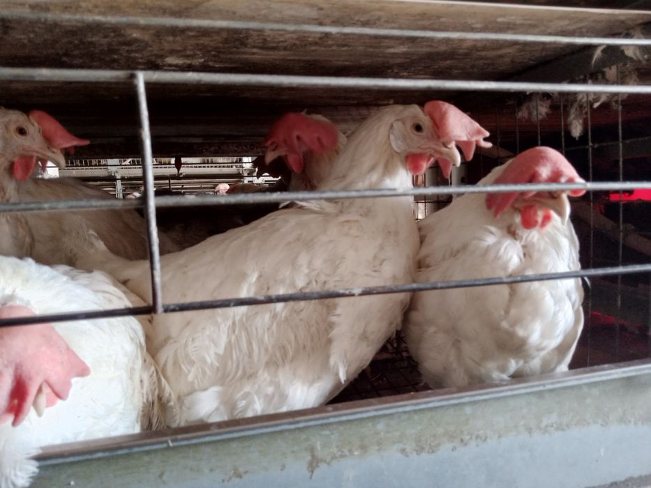 Продажа кур несушек